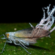 Illustration for article titled Theres A Good Evolutionary Reason For This Insects Butt-stache
